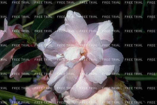 Click for large image