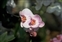 FLWR017.JPG